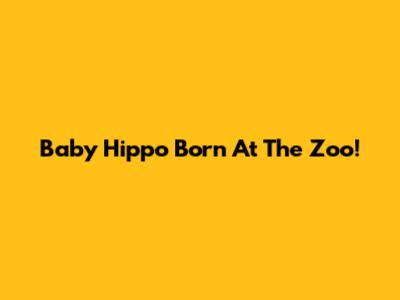 Baby Hippo Born At The Zoo!