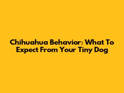 Chihuahua Behavior: What To Expect From Your Tiny Dog