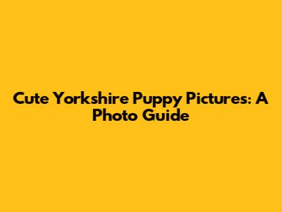 Cute Yorkshire Puppy Pictures: A Photo Guide