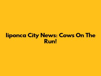 Iiponca City News: Cows On The Run!