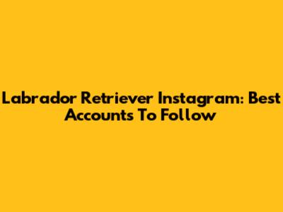 Labrador Retriever Instagram: Best Accounts To Follow