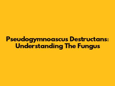 Pseudogymnoascus Destructans: Understanding The Fungus
