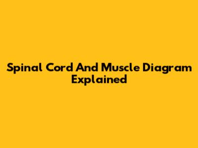 Spinal Cord And Muscle Diagram Explained