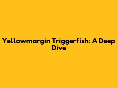 Yellowmargin Triggerfish: A Deep Dive